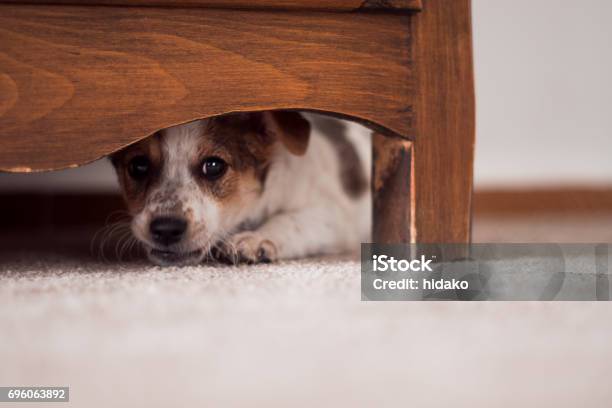 Little Puppy Is Hiding Under Cupboard Stock Photo - Download Image Now - Dog, Fear, Hiding