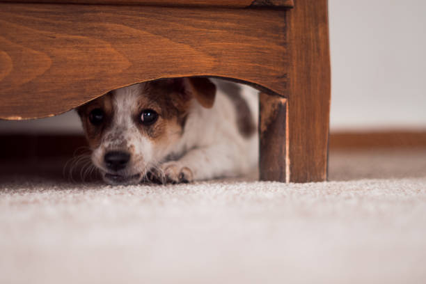 little puppy is hiding under cupboard - hide imagens e fotografias de stock
