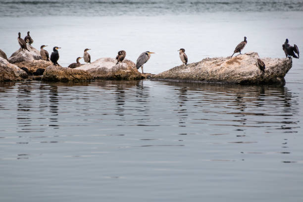 istock Heron birds stand on a rock 696064118