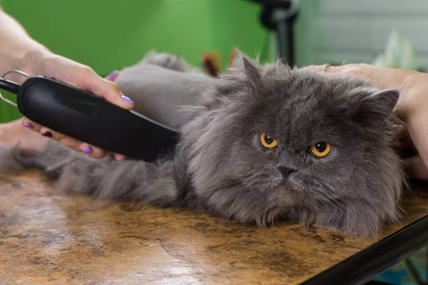 Persian Cat Sheared In The Beauty Salon Stock Photo - Download Image Now -  Animal Groomer, Domestic Cat, Cutting Hair - iStock