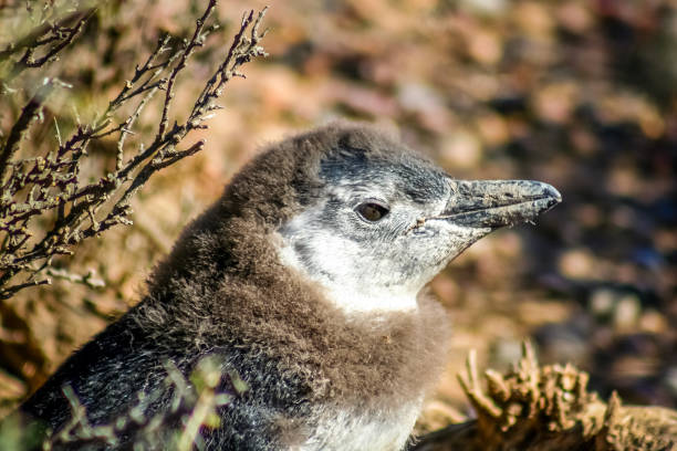 Baby penguin close up Close up of a small baby magellanic penguin in Punta Tombo in Argentina thick chicks stock pictures, royalty-free photos & images