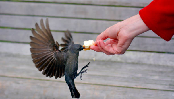 istock Brewer's Blackbird eats bread from a hand of a woman 696067238