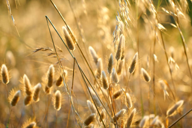 istock Lagurus ovatus - Mediterranean dunes beach flora 696070678