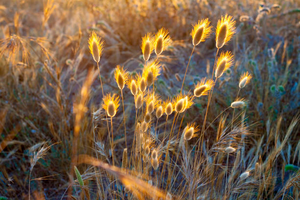 istock Lagurus ovatus - Mediterranean dunes beach flora 696070690