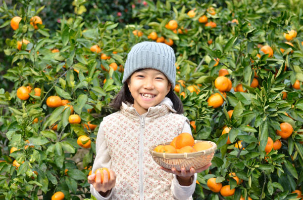 istock Girl enjoying mandarin orange hunting 696074014