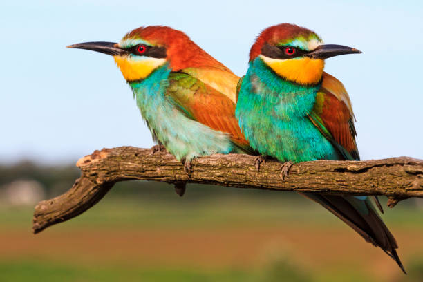 istock pair European bee-eater sitting on a branch 696074490