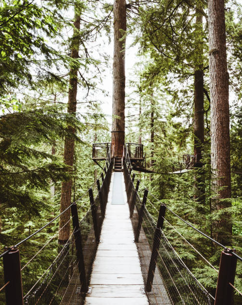 istock bridge in the forest in british columbia 696074536