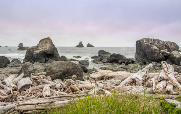 driftwood am strand - drifted stock-fotos und bilder