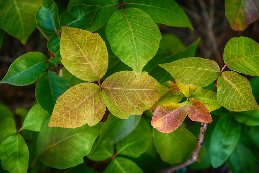 Leaves of Poison Ivy plant, Toxicodendron radicans