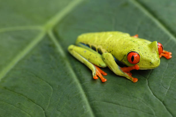 rana dagli occhi rossi - red frog foto e immagini stock