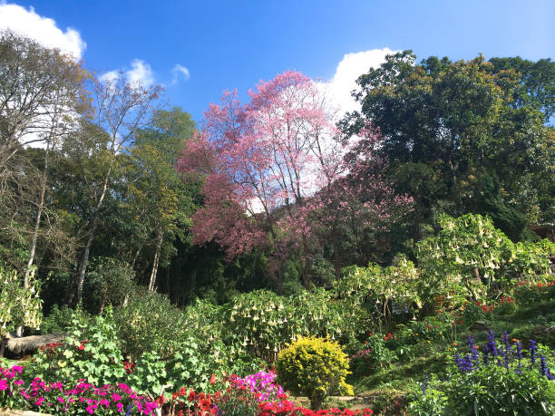istock Sakura or cherry blossom at Doi Pui in Chiang Mai 696090514
