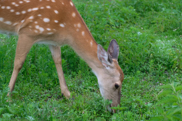 istock Spotted deer in the forest on green grass 696094206