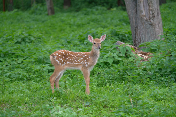 istock Spotted deer in the forest on green grass 696094208