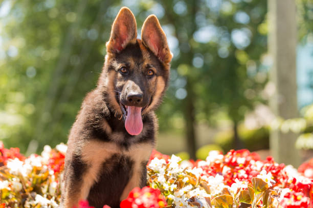 German shepherd puppy sitting among a bed of flowers stock photo