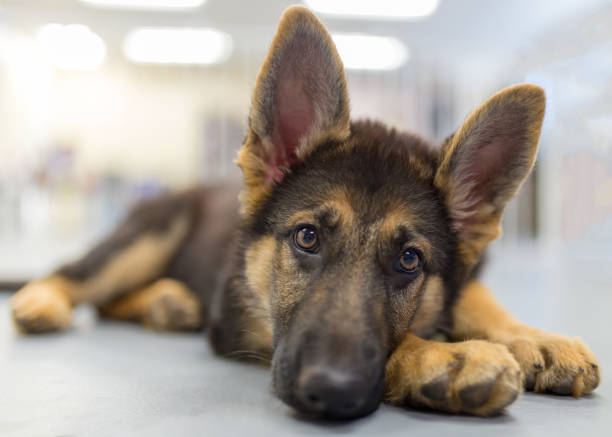 Young german shepherd puppy laying down looking at the camera stock photo