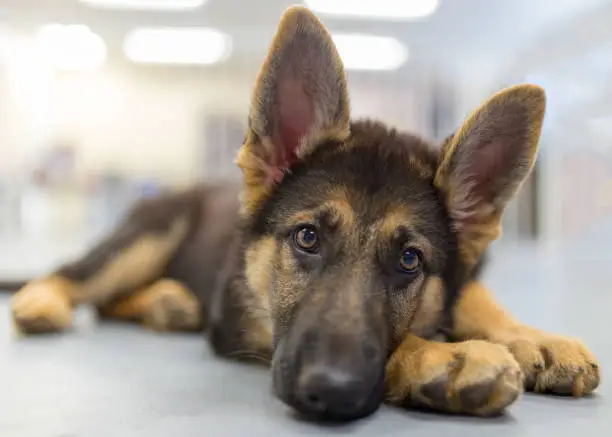 A relaxed 2-month old german shepherd puppy lays with her head on her paw looking at the camera