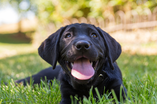 A 2-month old black labrador retriever puppy relaxes in the shade on the cool grass and looks happily up behind the camera