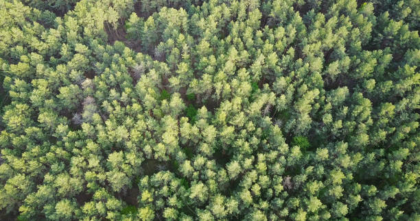 istock forest deciduous and coniferous. top of trees. green. nature. Clean Air. 696099700
