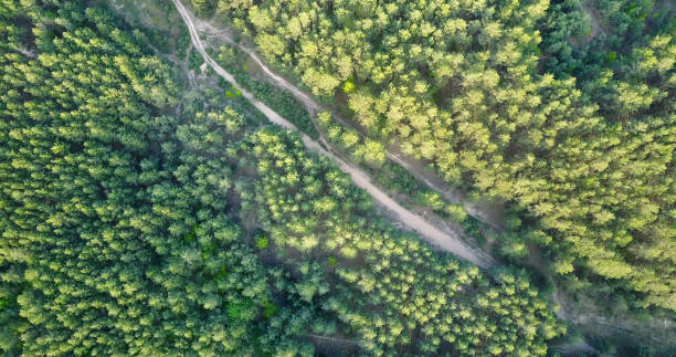 istock forest deciduous and coniferous. top of trees. green. nature. Clean Air. 696099708