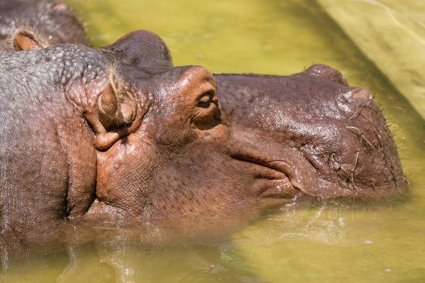 istock Hippopotamus resting in the water in zoo 696103350