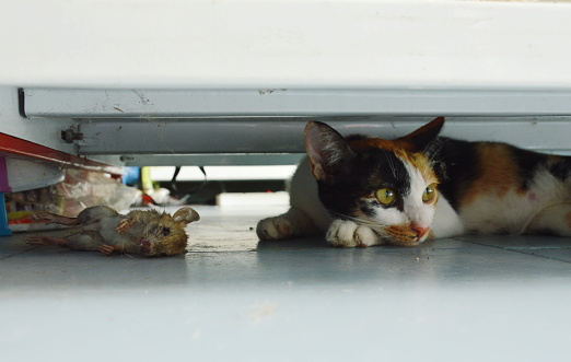 kitten relaxing after hunting rat under shelf in shop