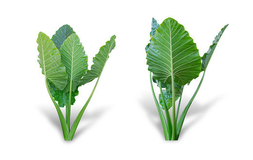 Elephant ear plant or caladium tree isolated on white background. Alocasia macrorrhizos. File contains a clipping path.