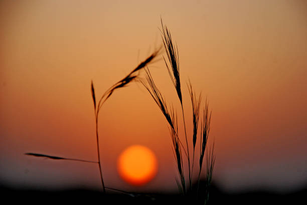 istock vivid colours of Nature 696108408