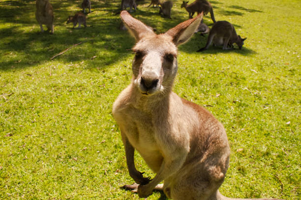 istock Australia Sydney Kangaroo Morisset Park Nature 696108508