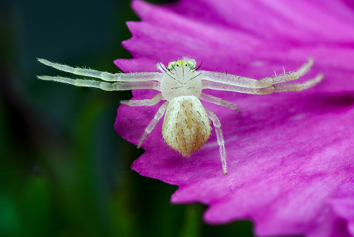 Spider on a white flower. Macro.