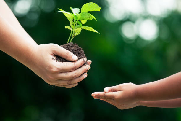 mutters hand er jungen baum für ein kind für die bepflanzung zusammen - freshness human hand mother family stock-fotos und bilder