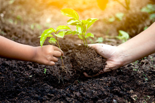 istock Child and parent hand planting young tree on black soil together 696110852