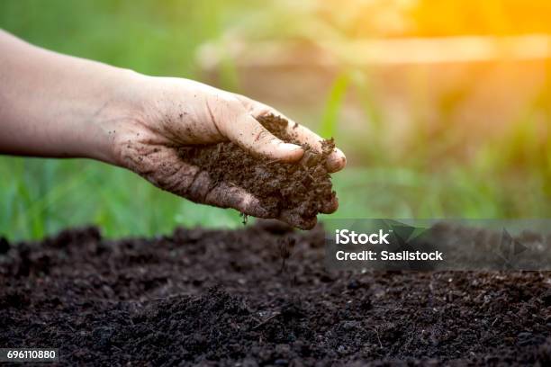 Soil In Hand For Planting Stock Photo - Download Image Now - Dirt, Compost, Fertilizer