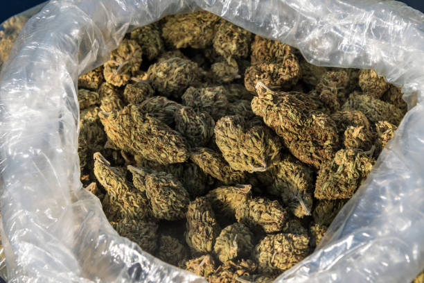 One Pound of Organic Cannabis  close up
