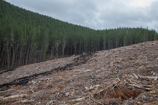 Deforestation scene with forest in the background
