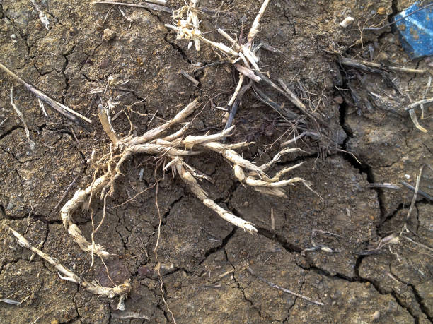 istock Crack soil on dry season 696114524