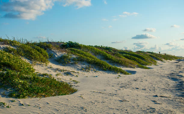 sand dunes with marsh and sea oats nice morning on the beach - sand sea oat grass beach sand dune imagens e fotografias de stock