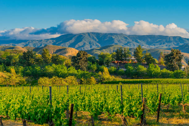 kalifornischen weingut in der abenddämmerung mit bergen (p) - vineyard in a row crop california stock-fotos und bilder