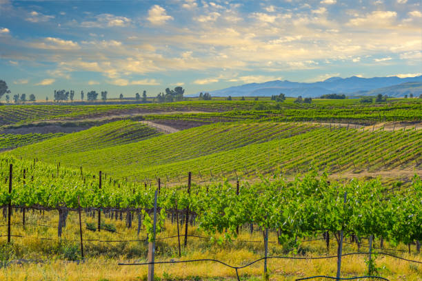 istock California spring vineyard in the Temecula Valley, CA 696117108