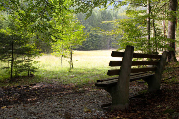 istock The bench in the mountains forest in the sunny day. 696117886