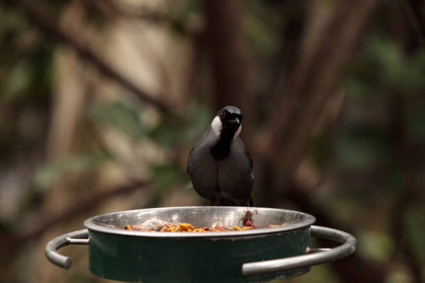 istock Black-throated Laughingthrush bird Dryonastes chinensis 696118126
