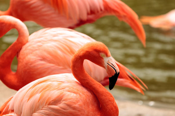 istock Pink Caribbean flamingo, Phoenicopterus ruber 696120470