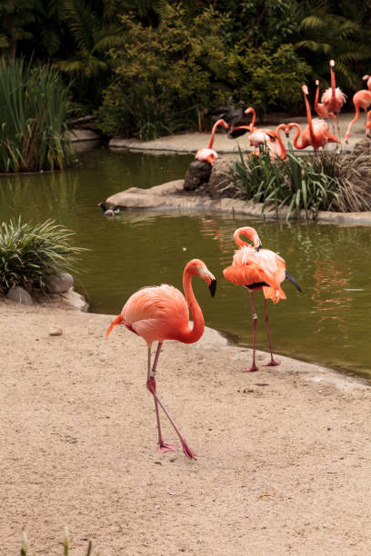 istock Pink Caribbean flamingo, Phoenicopterus ruber 696120572