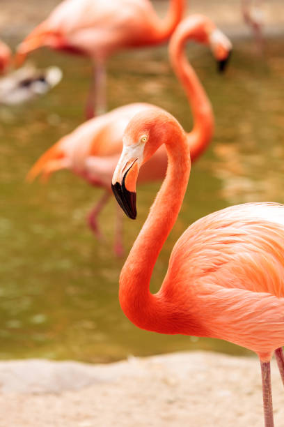 istock Pink Caribbean flamingo, Phoenicopterus ruber 696120672