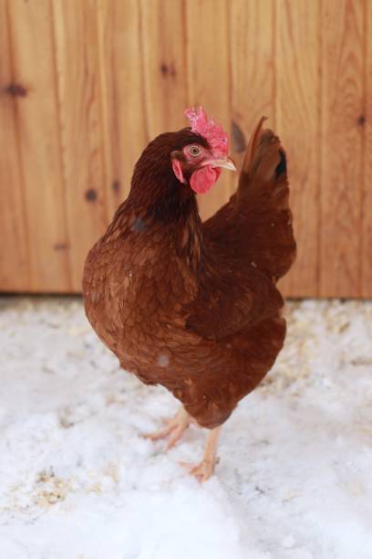 Chicken in the Snow Rhode Island Red in the snow rhode island red chicken stock pictures, royalty-free photos & images
