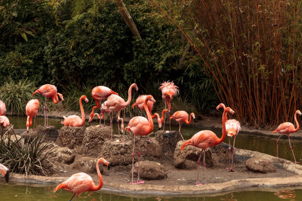 istock Pink Caribbean flamingo, Phoenicopterus ruber 696120846