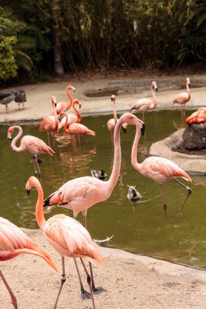istock Pink Caribbean flamingo, Phoenicopterus ruber 696120862