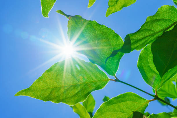 istock Green leaves and sun 696124616
