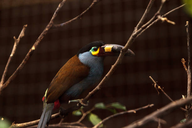 istock Plate-billed mountain toucan Andigena laminirostris 696130186