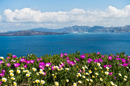 Spring flowers on Caldera at sunny morning, Santorini island, Greece
