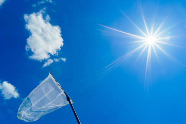 istock butterfly net in the blue sky (aerial insect net) 696131062